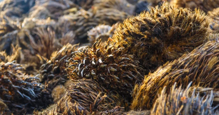 Tumpukan tandan kosong kelapa sawit berwarna cokelat keemasan, serta berserabut dan berduri.