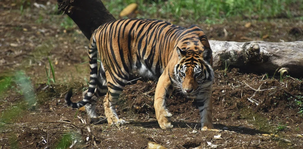 harimau sumatra berjalan di hutan yang tandus