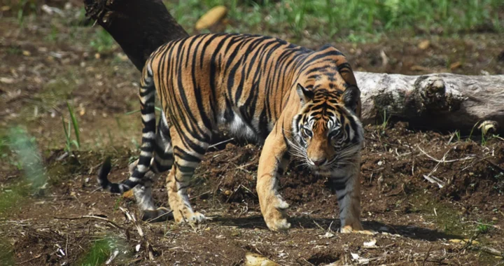 harimau sumatra berjalan di hutan yang tandus
