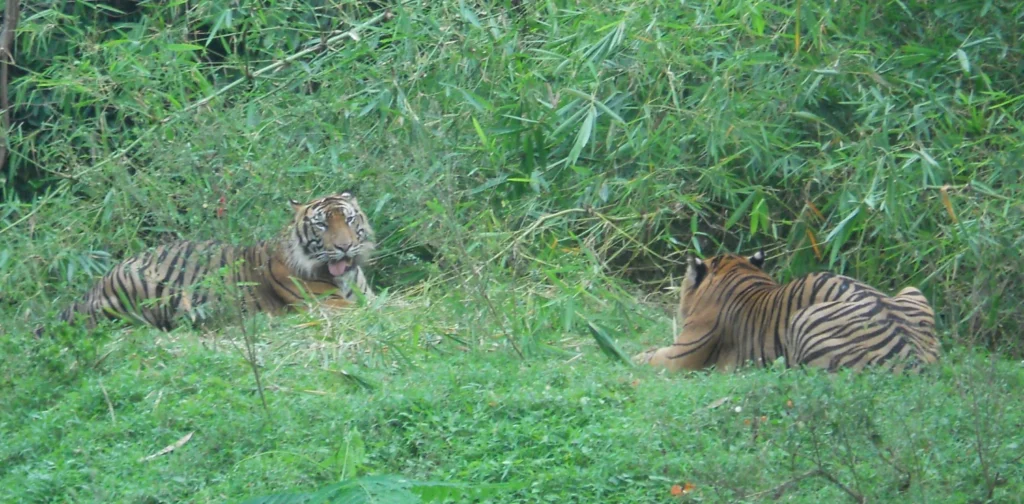Dua individu Harimau Sumatera sedang bersantai di hutan.