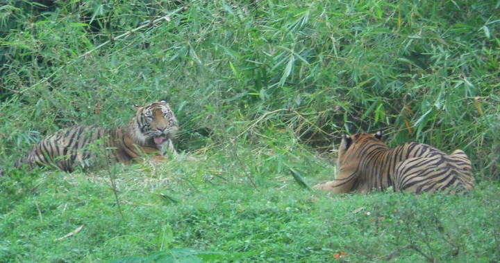 Dua individu Harimau Sumatera sedang bersantai di hutan.