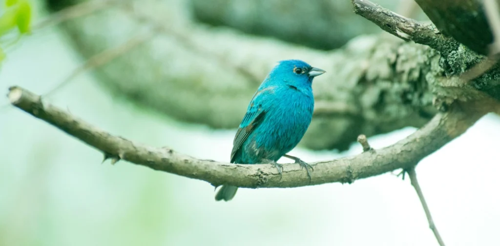 Burung berwarna biru hinggap di dahan pohon.