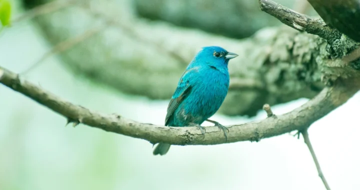 Burung berwarna biru hinggap di dahan pohon.
