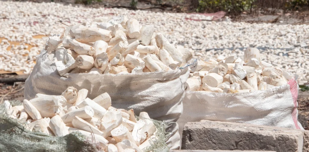 beberapa karung berisi singkong yang telah dikupas dan dikeringkan.