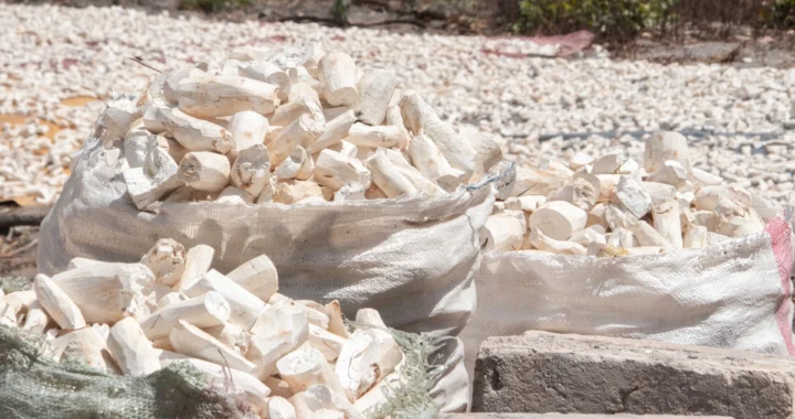 beberapa karung berisi singkong yang telah dikupas dan dikeringkan.