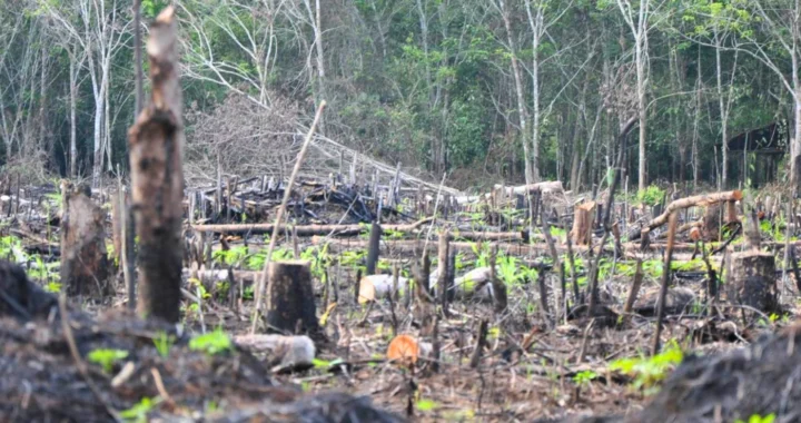 lahan hutan yang gundul