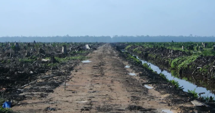 jalan setapak membelah hutan yang rusak