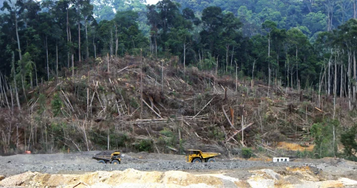 Dua kendaraan berat dan kerusakan hutan di belakangnya.