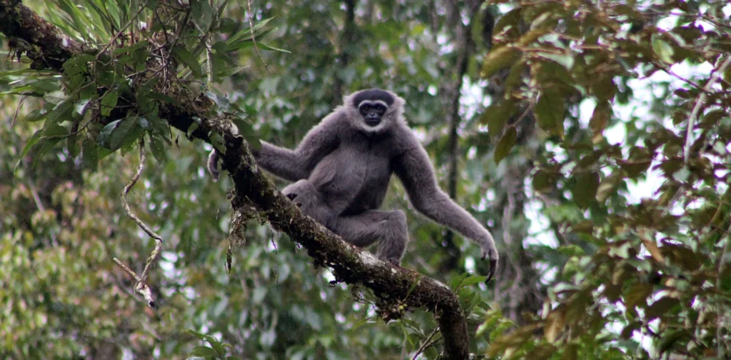 seekor Owa dengan bulu putih di sekitar wajah bertengger di atas pohon.