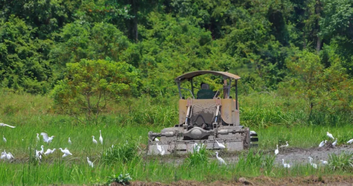 alat pembajak di tengah lahan hijau dengan latar hutan