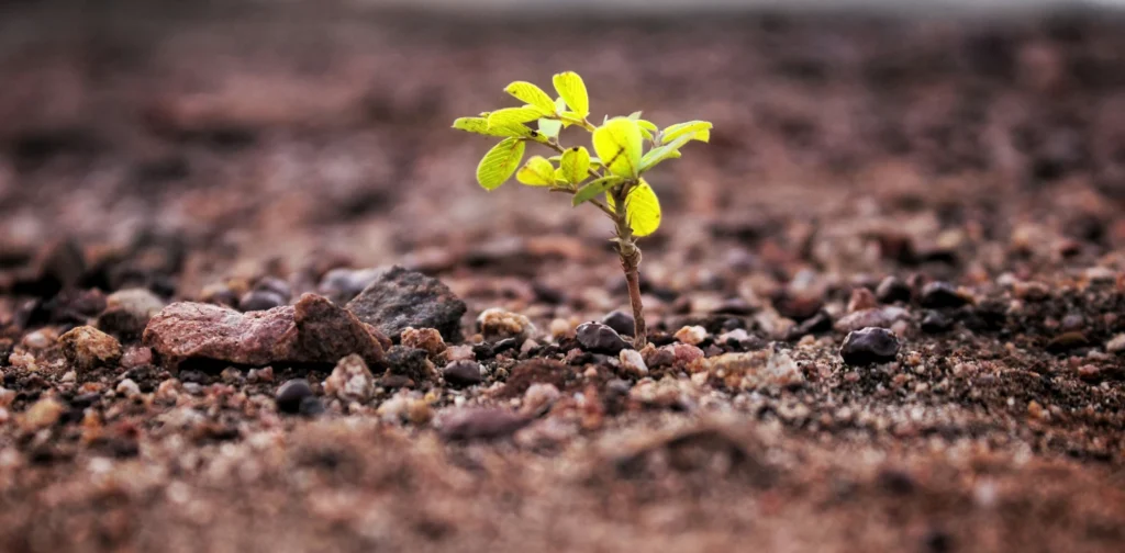 pohon kecil tumbuh di atas tanah berbatu kecil-kecil