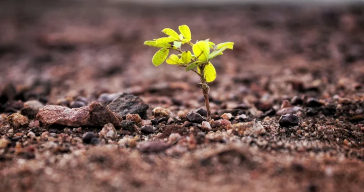 pohon kecil tumbuh di atas tanah berbatu kecil-kecil