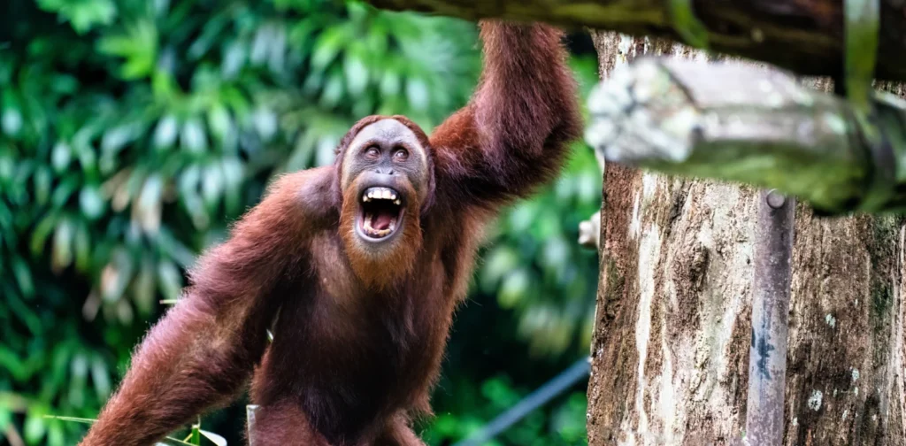 Orangutan berdiri di samping pohon.