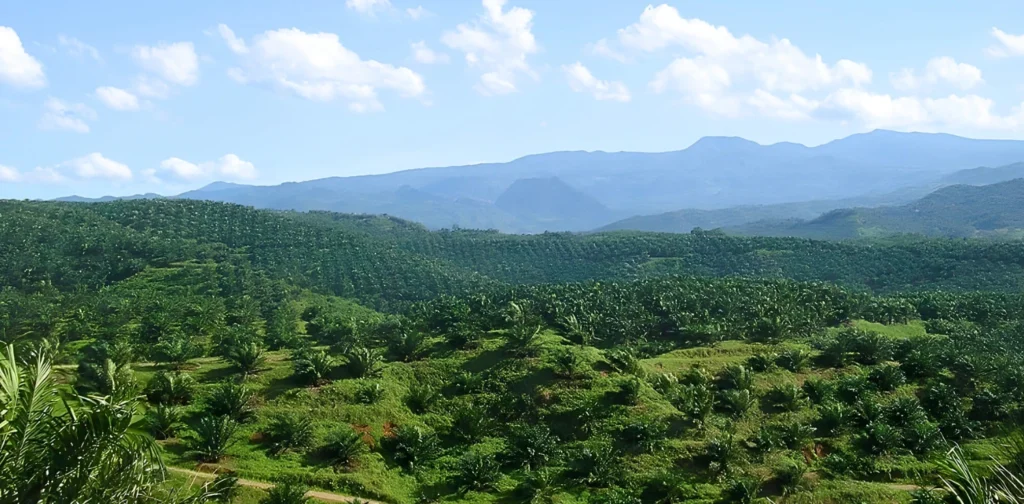 Hamparan perkebunan kelapa sawit.