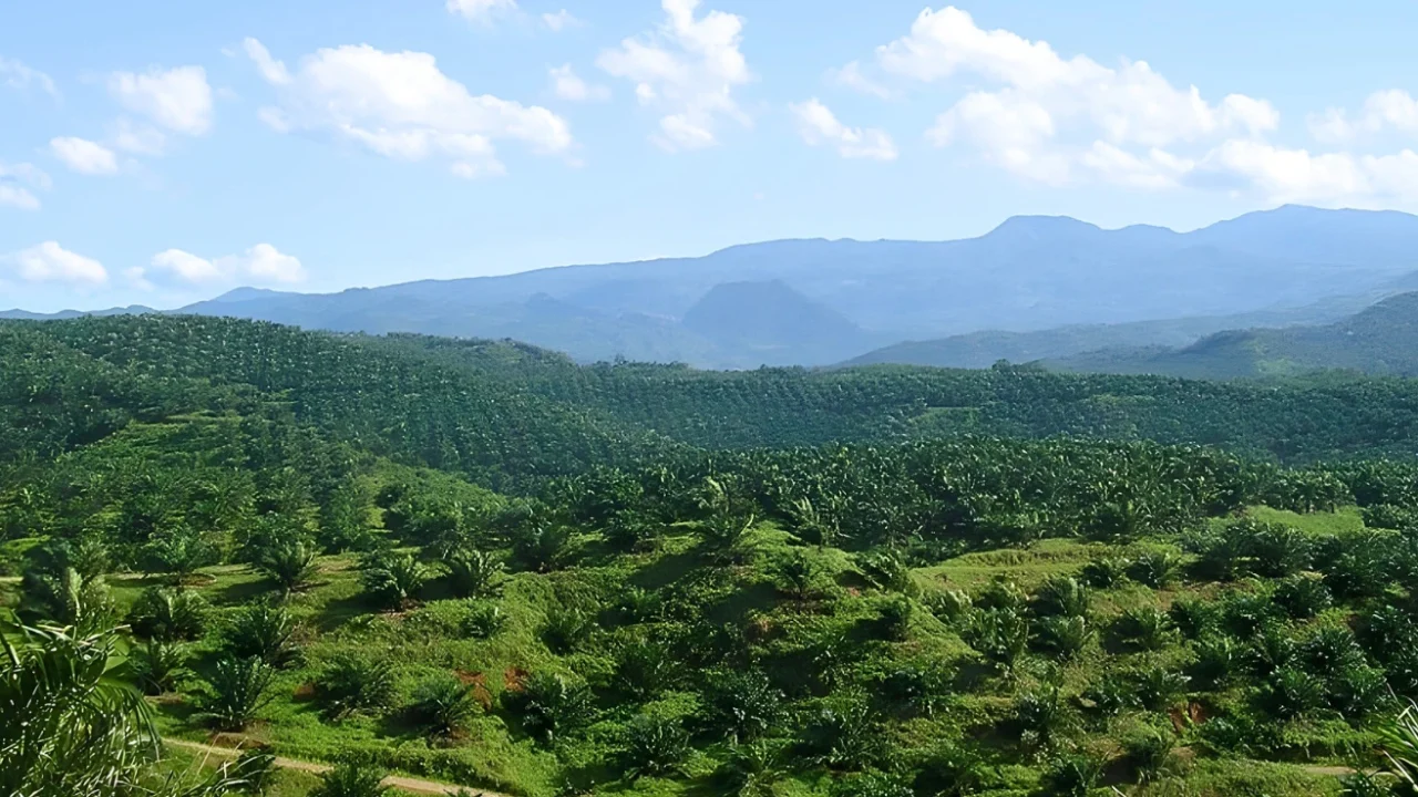 Hamparan perkebunan kelapa sawit.
