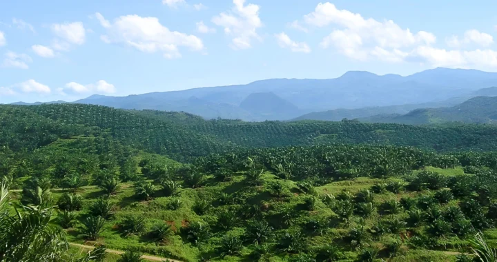Hamparan perkebunan kelapa sawit.