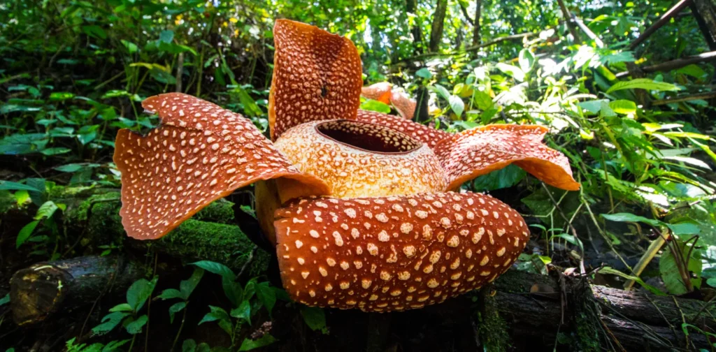 bunga rafflesia arnoldii berwarna merah dengan totol-totol putih mekar di tengah hutan.