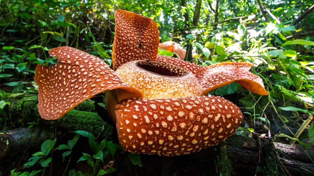 bunga rafflesia arnoldii berwarna merah dengan totol-totol putih mekar di tengah hutan.