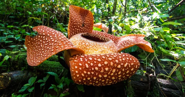 bunga rafflesia arnoldii berwarna merah dengan totol-totol putih mekar di tengah hutan.