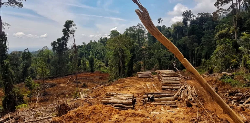 beberapa potongan kayu ditumpuk di atas tanah coklat di sekeliling hutan