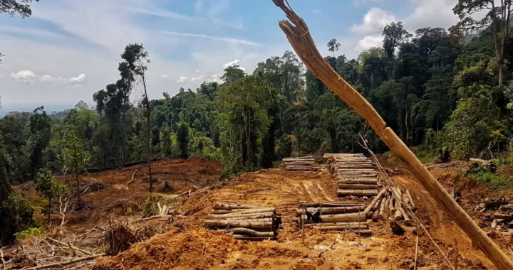 beberapa potongan kayu ditumpuk di atas tanah coklat di sekeliling hutan