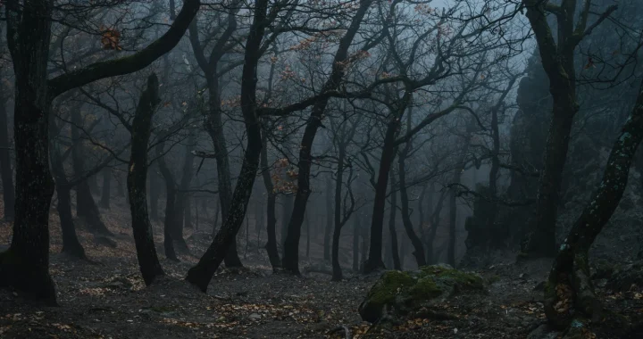 deretan pepohonan dengan sedikit daun dengan latar asap