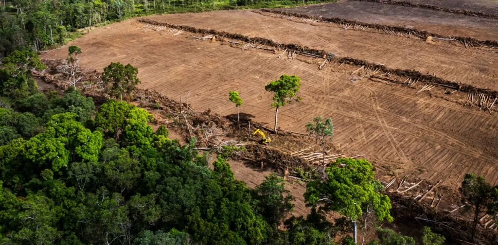 potret batang-batang pohon yang ditebang di tengah hutan