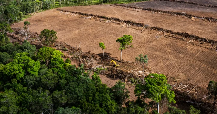 potret batang-batang pohon yang ditebang di tengah hutan