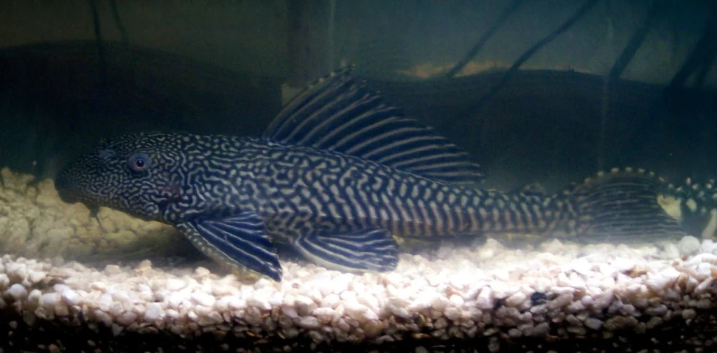 Ikan sapu-sapu di dalam akuarium.