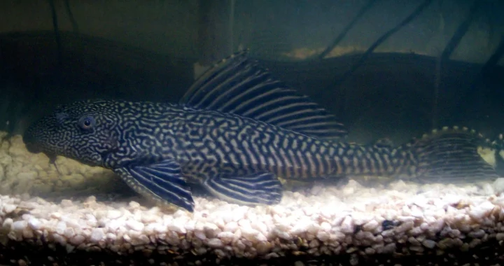 Ikan sapu-sapu di dalam akuarium.