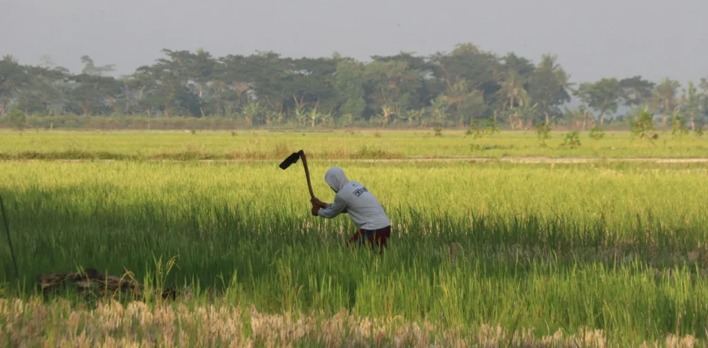 Seorang petani sedang mencangkul di sawah.