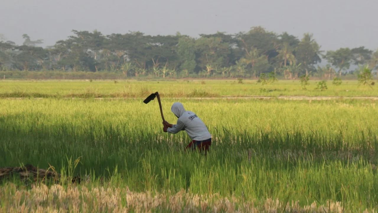 Seorang petani sedang mencangkul di sawah.