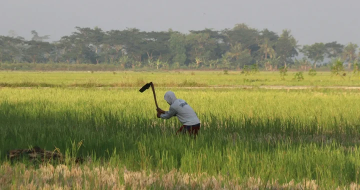 Seorang petani sedang mencangkul di sawah.