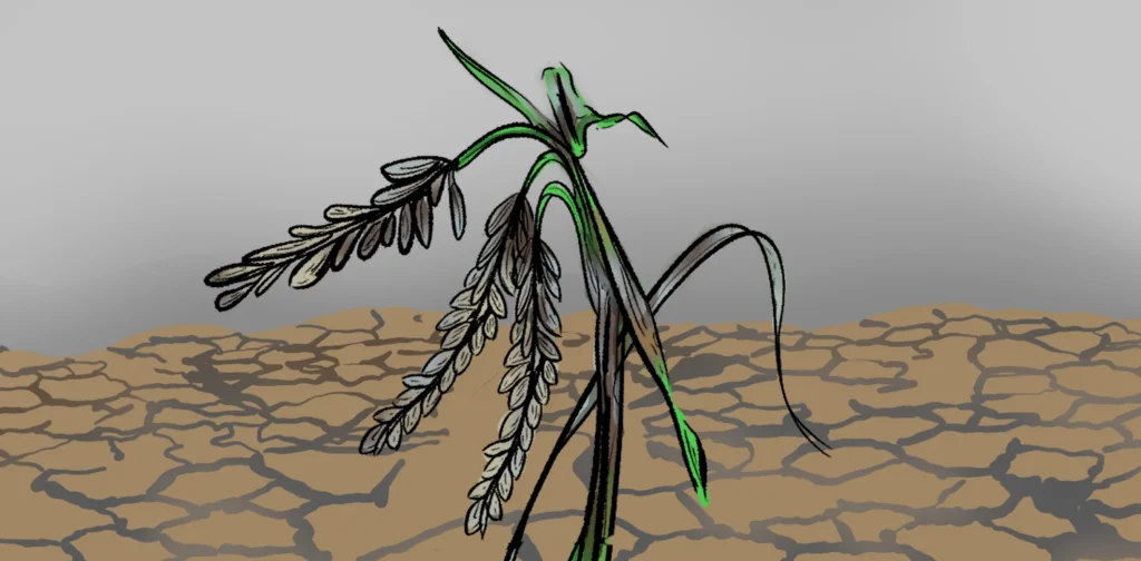 tanaman padi yang membusuk