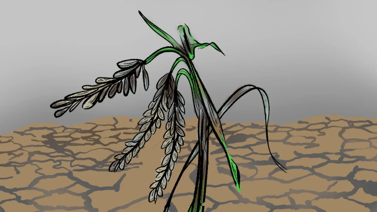 tanaman padi yang membusuk