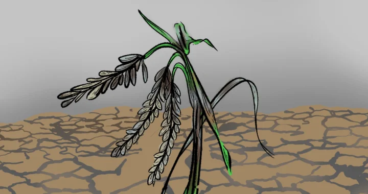 tanaman padi yang membusuk