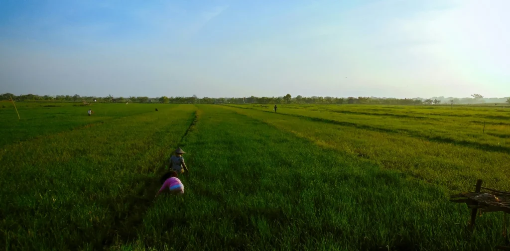 beberapa orang di sawah