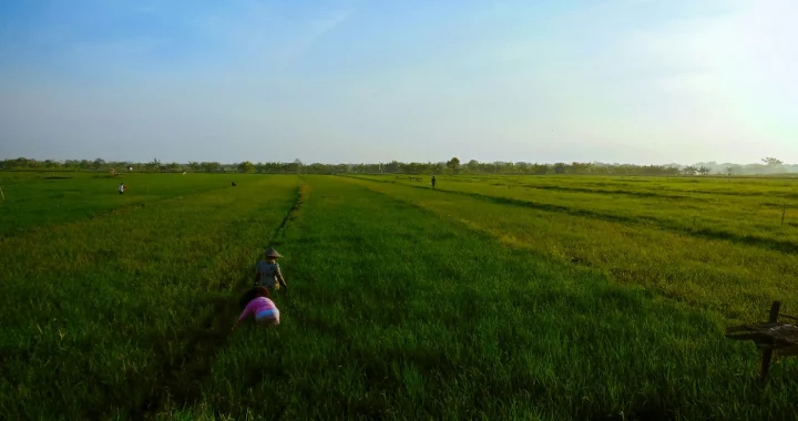 beberapa orang di sawah