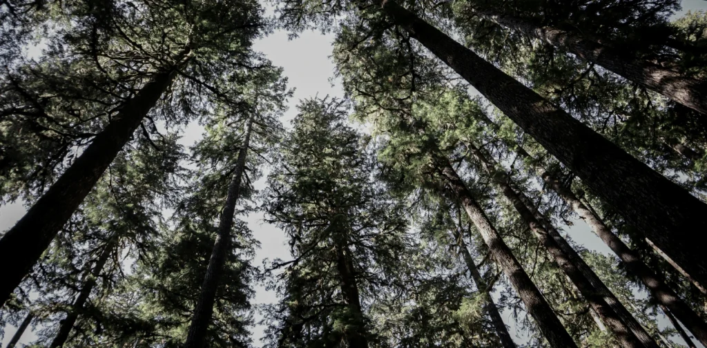 pepohonan dipotret dari bawah