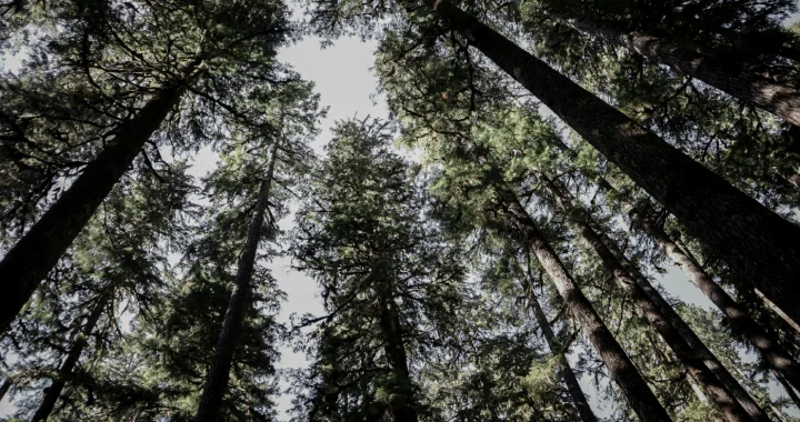 pepohonan dipotret dari bawah