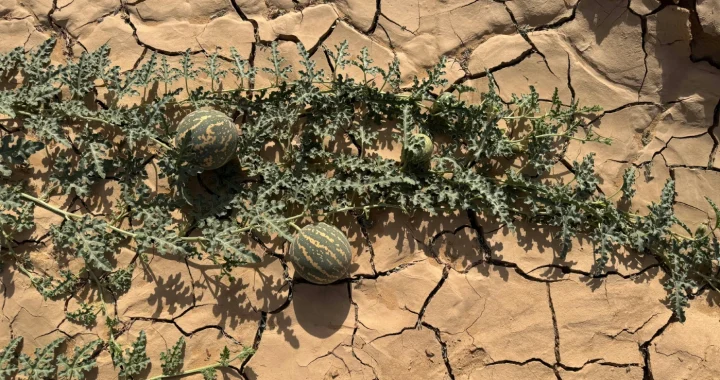 Potret dari sudut atas tanaman semangka yang sedang berbuah di tanah yang retak-retak