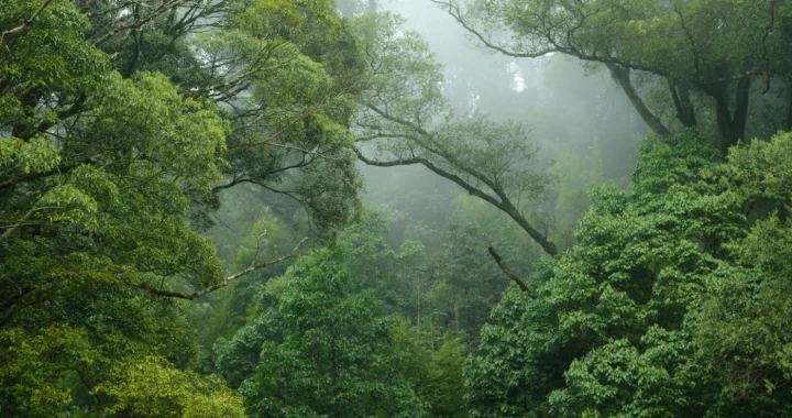 Hutan hijau berkabut dengan kanopi pohon yang lebat dan cabang-cabang tinggi yang melengkung di atas, dikelilingi oleh dedaunan yang rimbun dan kabut lembut yang menyaring melalui dedaunan.