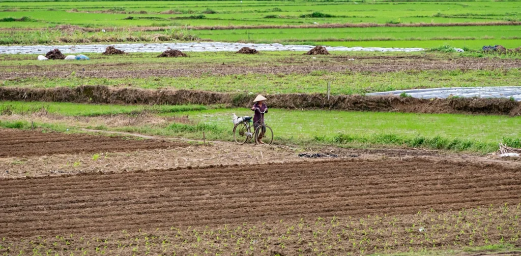 seseorang menuntun sepeda di tengah hamparan sawah
