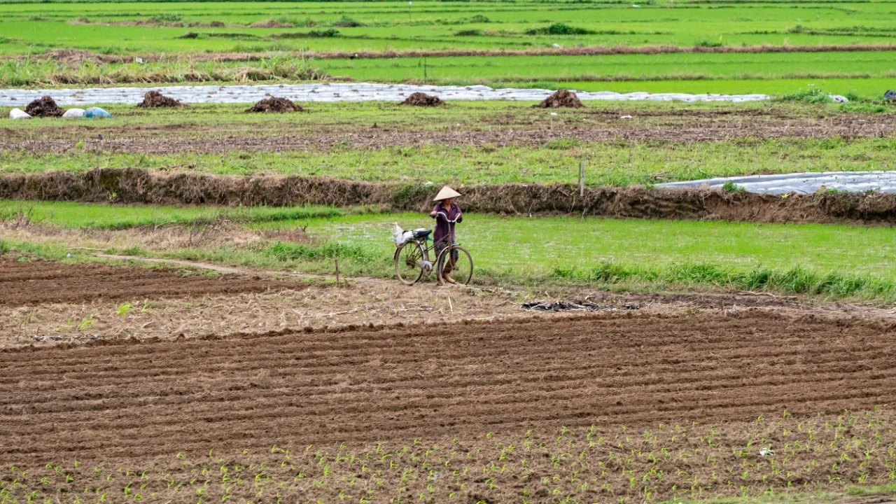 seseorang menuntun sepeda di tengah hamparan sawah