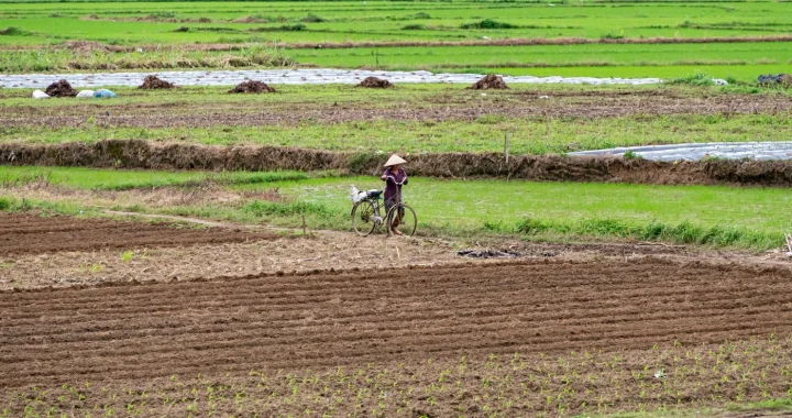 seseorang menuntun sepeda di tengah hamparan sawah