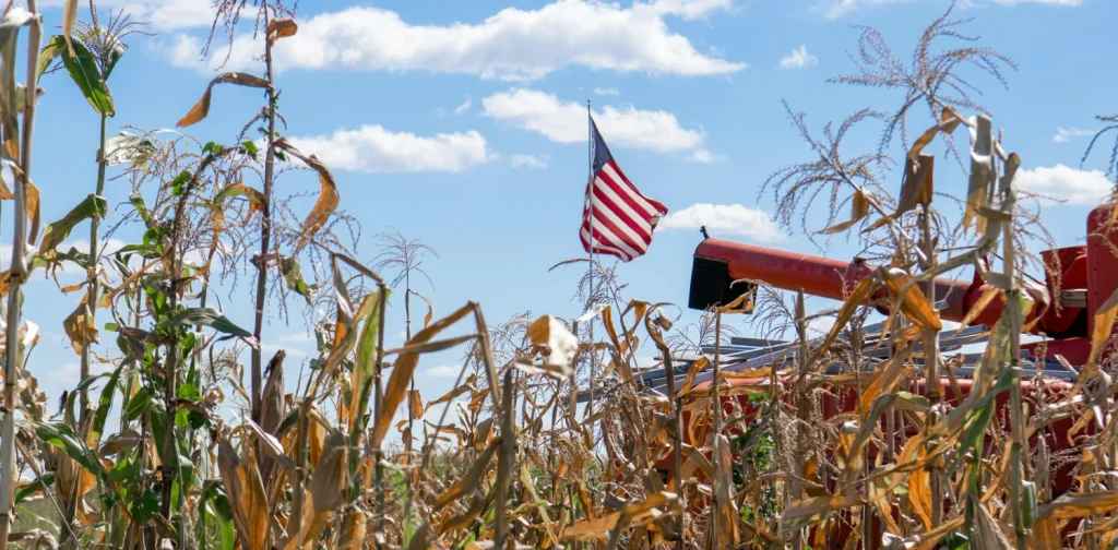 Ladang jagung di sebuah pertanian di Amerika Serikat