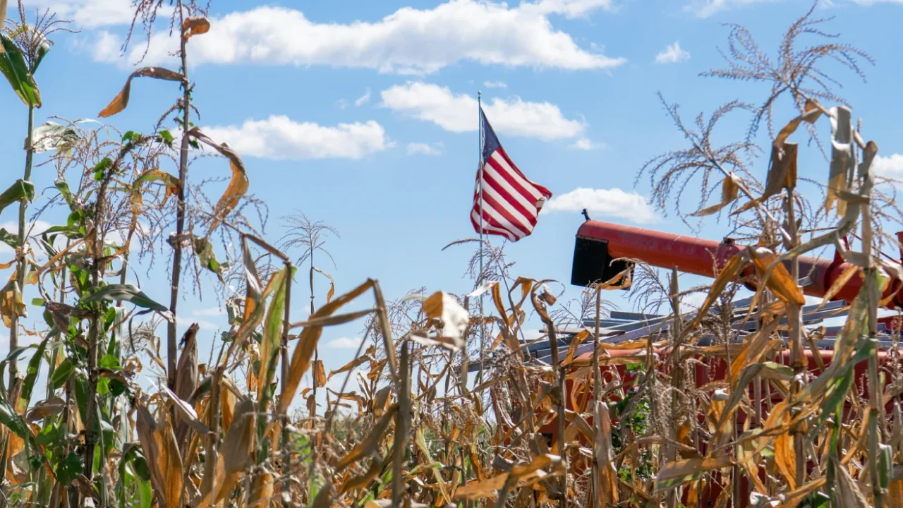 Ladang jagung di sebuah pertanian di Amerika Serikat