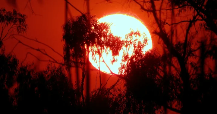 matahari bulat besar dengan latar langit jingga kemerahan terlihat di antara pepohonan