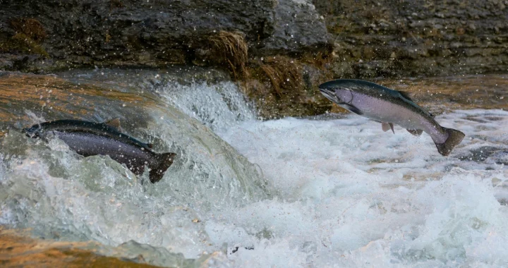 Salmon melompat melawan arus sungai yang deras selama migrasi mereka.