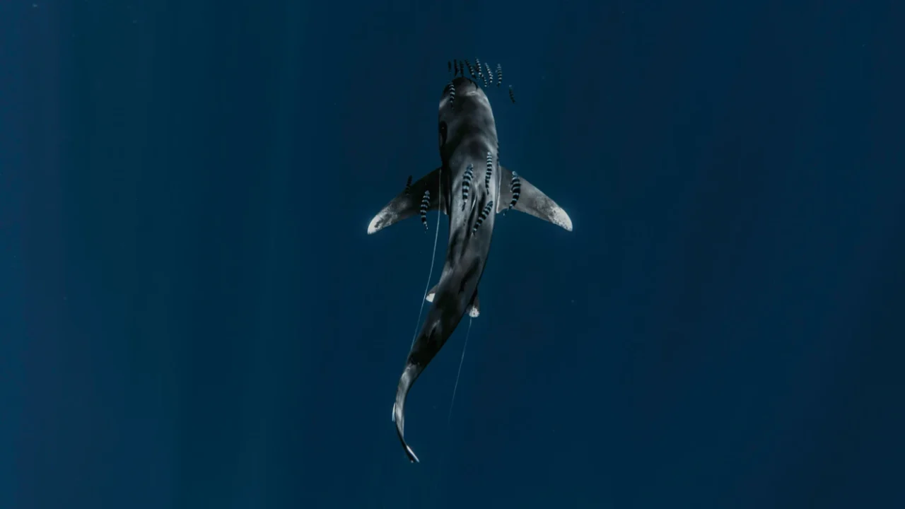 potret dari atas seekor hiu yang berenang berdampingan dengan kawanan ikan kecil